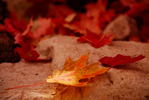 photo thumbnail #7
