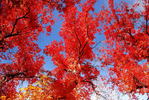 photo thumbnail #12