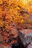 photo thumbnail #14