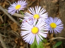 photo thumbnail #1