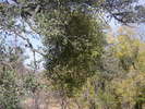 photo thumbnail #13