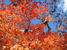 photo thumbnail #13