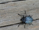 photo thumbnail #14