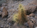 photo thumbnail #15