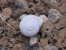 Found a bunch of these small shells, partly buried in a short section of our route photo of comment