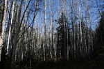 photo thumbnail #12