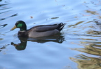 photo thumbnail #5