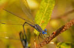 photo thumbnail #7
