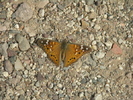 recent photo