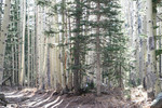 2006-12-01 :2: Inner Basin Trail #29 :: af2w131f