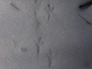 photo thumbnail #14