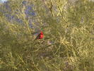photo thumbnail #1