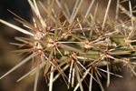 photo thumbnail #4