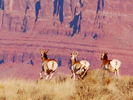 photo thumbnail #13