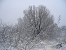 photo thumbnail #9