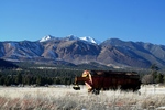 photo thumbnail #2