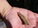 photo thumbnail #7