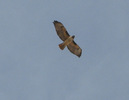 photo thumbnail #11