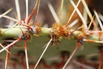 photo thumbnail #11