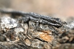 photo thumbnail #14