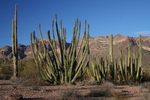 photo thumbnail #10