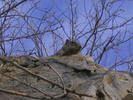 photo thumbnail #13