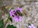photo thumbnail #15