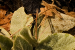 photo thumbnail #3