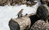 photo thumbnail #4