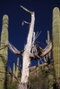 photo thumbnail #11