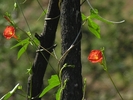 photo thumbnail #14