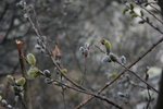 photo thumbnail #14