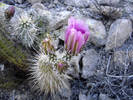 photo thumbnail #3