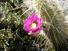 photo thumbnail #8