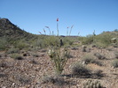 photo thumbnail #3