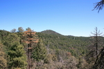 photo thumbnail #1