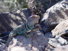 photo thumbnail #6