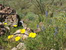 photo thumbnail #4