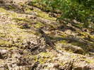 photo thumbnail #15