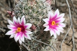 photo thumbnail #5