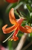 photo thumbnail #12