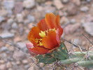 photo thumbnail #5