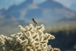 photo thumbnail #6