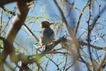 photo thumbnail #4