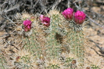 photo thumbnail #4