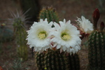 photo thumbnail #2