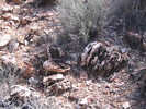 photo thumbnail #11