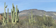 photo thumbnail #7