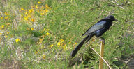 photo thumbnail #8