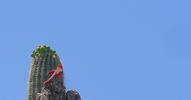 photo thumbnail #14